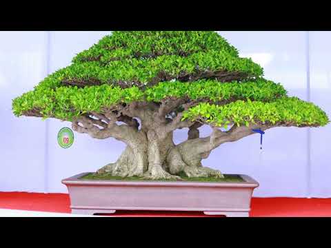 Some beautiful bonsai works at the Vinh Long bonsai exhibition part 3