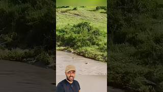 Leão e jacaré camuflado 😱