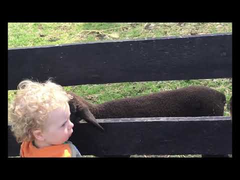 Sahan having fun at frying pan farm park#herdon,Virginia #farm animals#animal feeding#horse ridings#