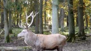 preview picture of video 'Wild-Tierpark Rheinboellen'