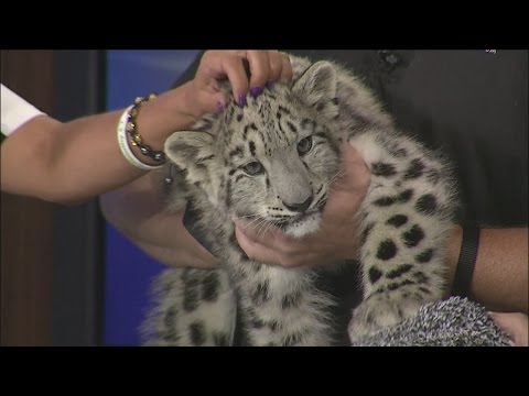 Olaf the snow leopard