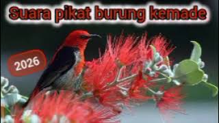 Download lagu MP3 suara umpan burung paling ampuh | Anti zonk | suara umpan paling akurat | 2026 mp3