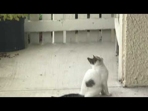 Cute cat moment : By Nazma Nasrin Popy