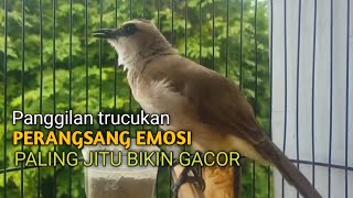 Download lagu Trucuk BETINA memanggil Jantan Suara Birahi Ngecuplik 100% pancingan trucukan gacor agar BUNYI EMOSI mp3