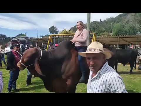 Feria Ganadera  vereda el hato Sesquile Cundinamarca. 