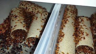 Farming Red Runners (Turkestan Roaches)