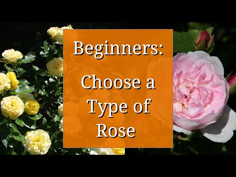 image-Do Knockout Roses need full sun?