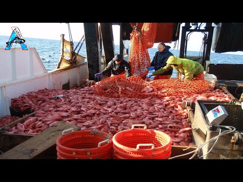 Amazing Gill Net Fishing Line Catch Hundreds Tons of Fish - Amazing Big Catching on The Sea @FISH_TV
