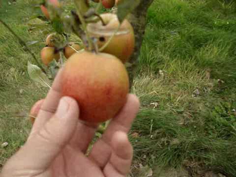 Apple variety Adam's Pearmain