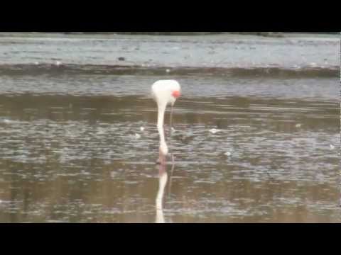 Molentargius: Un "rosa" nel suo regno.