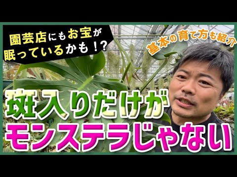 シストゥス・サルヴィフォリウス