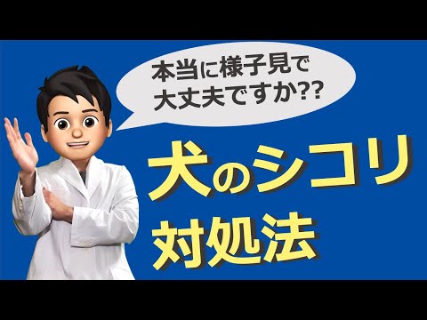 犬のお腹にしこりがあるのですが、何でしょうか?