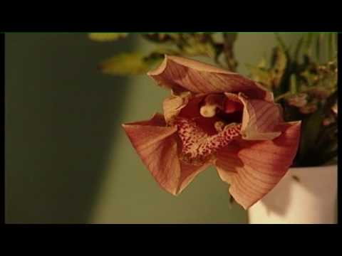 Jaksa Jurjevic-Vela luka