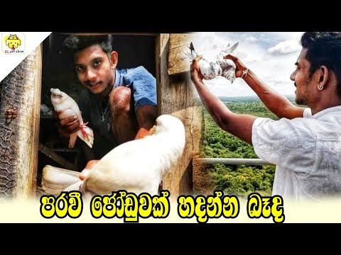 Welcome my new pigeon | පරවී ජොඩුවක් හදන්න බැද | aluth paravi | Sl pet show