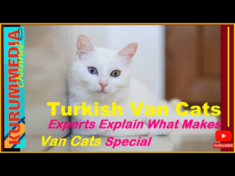 VAN Cats Turkey | Experts Explain What Makes Van Cats Special | Turkish Van Cats