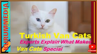VAN Cats Turkey | Experts Explain What Makes Van Cats Special | Turkish Van Cats