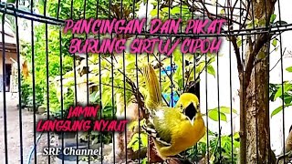 Download lagu Masteran pikat burung sirtu/cipoh paling ampuh, jamin langsung nyaut @srfchannel3881  mp3