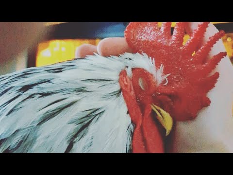 A Chicken That Behaves Like a Dog - Incredible!