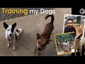 Training My Dogs To Catch Food Catch Practice For My Doggies