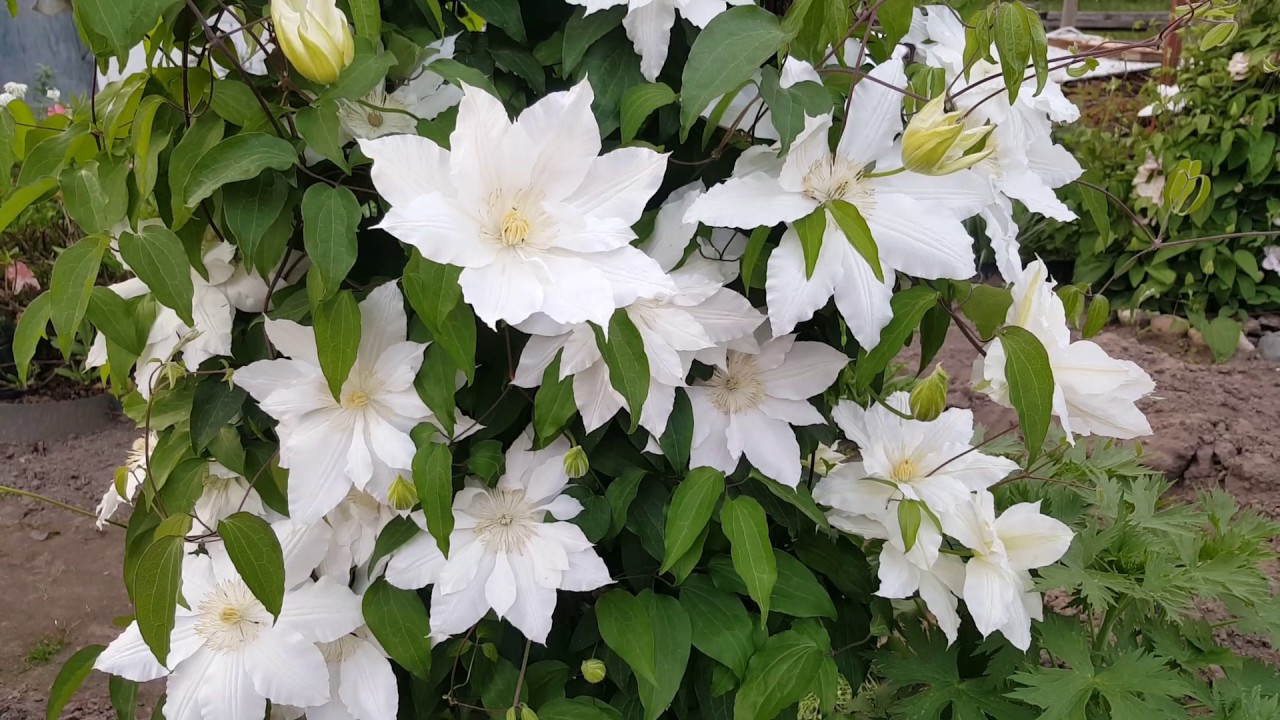 Клематис Халина Нолл . Clematis Halina Noll . Польские сорта клематисов .