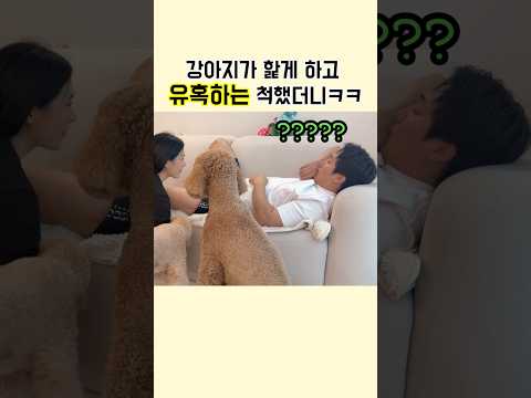 강아지가 핥게 하고 남편을 유혹하는 척했더니ㅋㅋ┃스탠다드푸들 강아지쇼츠