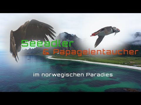 Nature photography on location - Puffins - Sea eagles and a paradise in Norway