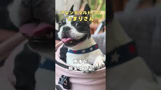 【フレブルVlog】これ可愛くない？🤔　#shorts