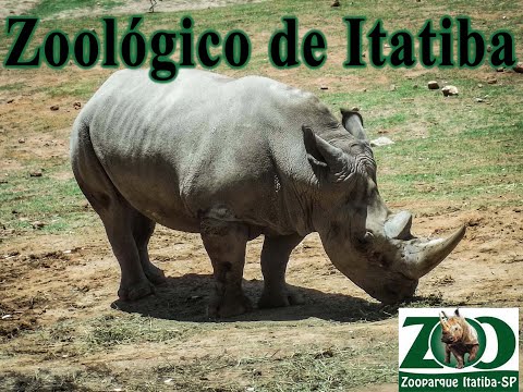 Ataque violento de uma galinha gigante no Zoo de Itatiba!!!