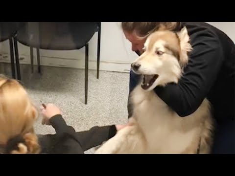 Un chien qui a peur quand il se rend compte qu'il est chez le vétérinaire 🤣 drôle de réaction d'un chien