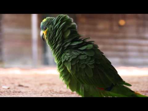 Melvin Stoffel ft. Fabian Faré & Tega - Suriname