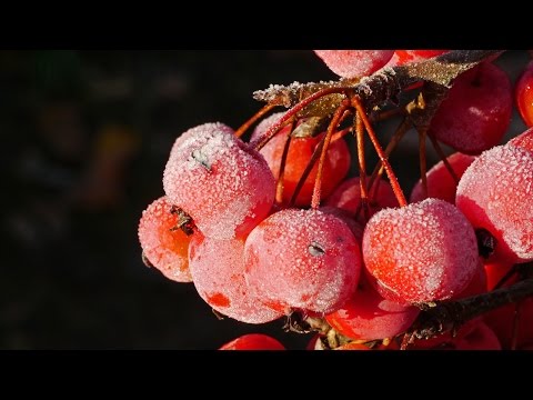 Kris Cayden X Bandlez - Bring It Back (Original Mix)