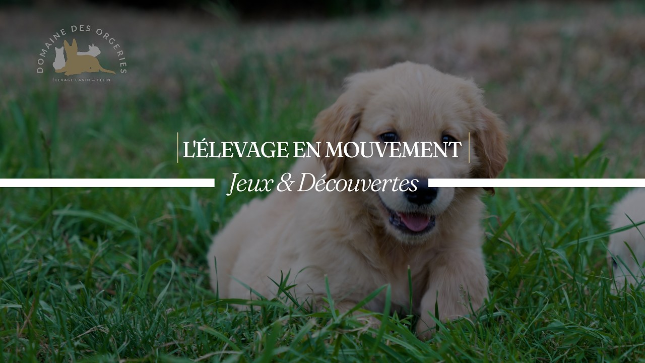 Vidéo : Jeux & Découvertes — Domaine des Orgeries