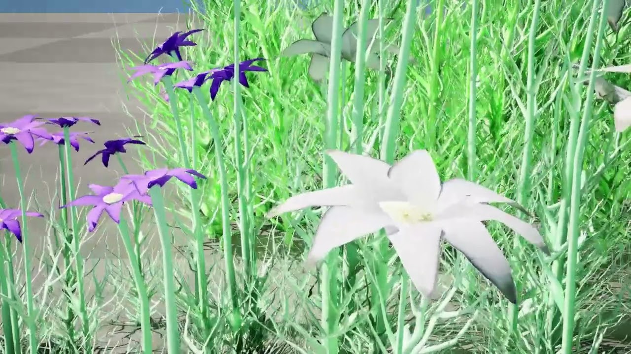 Australian Flannel Flower herbaceous shrubs 3D Model