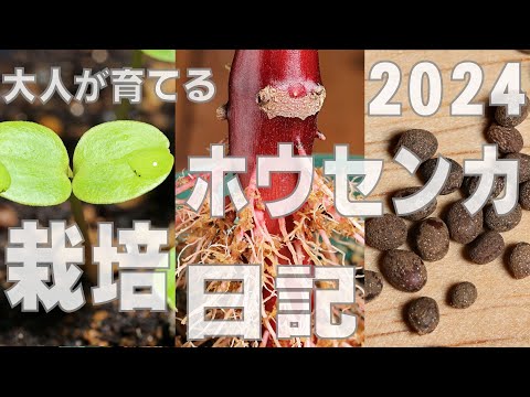 園芸 白人のワスレナグサ、シベリアバグロス