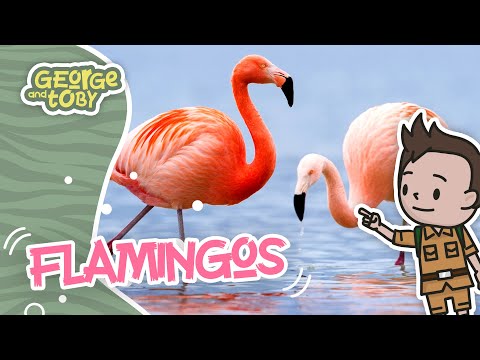 Flamingo Facts for Kids | George & Toby Wildlife Rangers | Animal Facts For Kids
