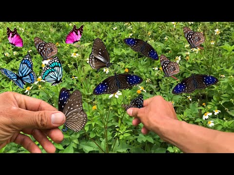 Hunting butterflies, catching butterflies with bare hands to admire, Hunting beautiful butterflies.