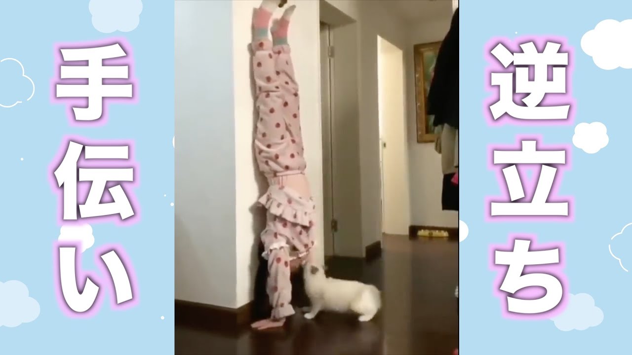 娘の逆立ちをお手伝いする猫【ぬこたいむず】
