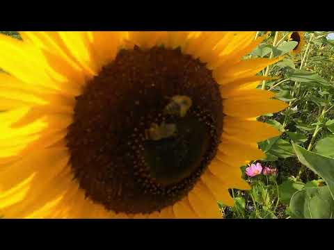 Sonnenblumen auf dem Fuldaacker der Landesgartenschau Fulda 2.023