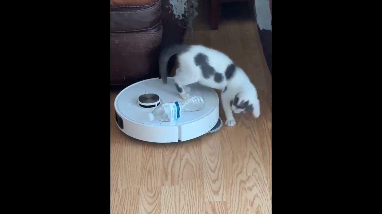 Enlarge Clora, a Adoptable Domestic Short Hair in Salisbury, NC video 5/5