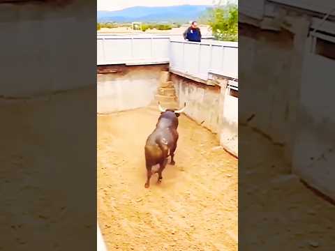 Impressive power of a black Bull -By eltoreoysusombra(tt)#shorts#viral#bullet#cow#action#trending