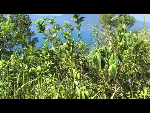 A florada ao som das borboletas em festa.