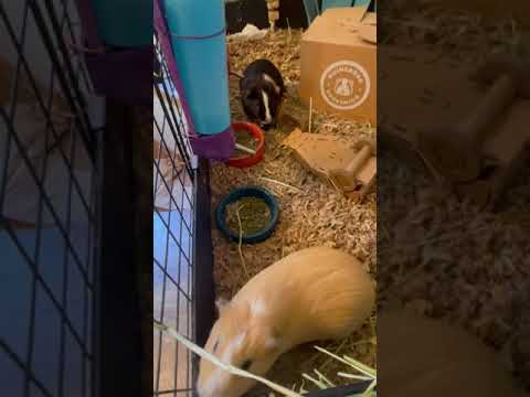 Brodo, an adopted Guinea Pig in Saint Paul, MN_image-1