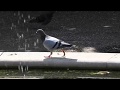 Racing Pigeon At Rose Garden Fountain