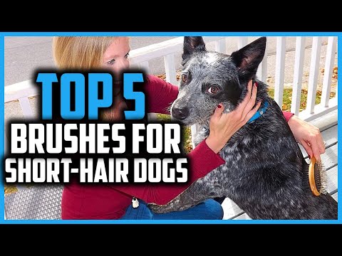 ✅ Top 5 Best Brushes For Short Hair Dogs of 2022