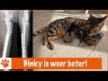 Na 4 maanden eindelijk weer buiten! | DierenpraatTV