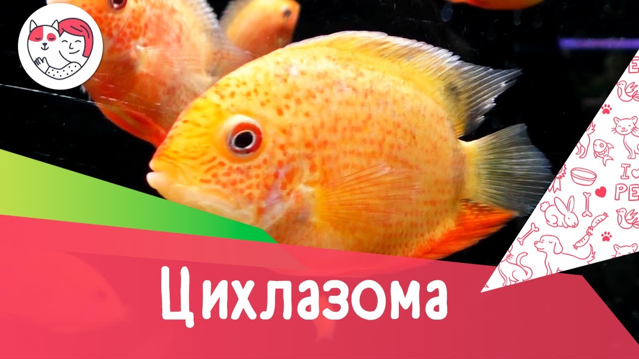 Аквариумная рыбка цихлазома северум. Особенности. Уход.