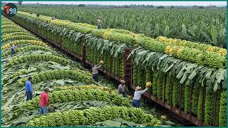 The 2026 Harvest Rush 💥 How They’re Collecting Millions of Tons of Fruits and Veggies