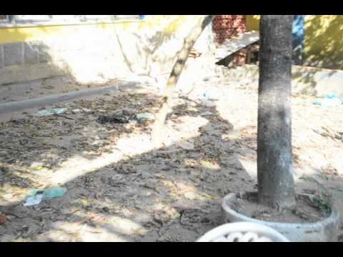 quintal (17 de setembro de 2012)