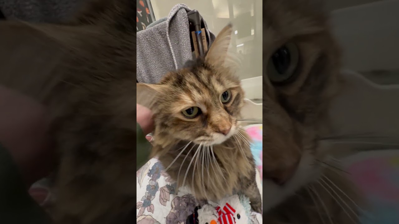 Enlarge Radar - floofy sweetheart!, a ADOPTABLE Domestic Long Hair in Oshkosh, WI video 4/4