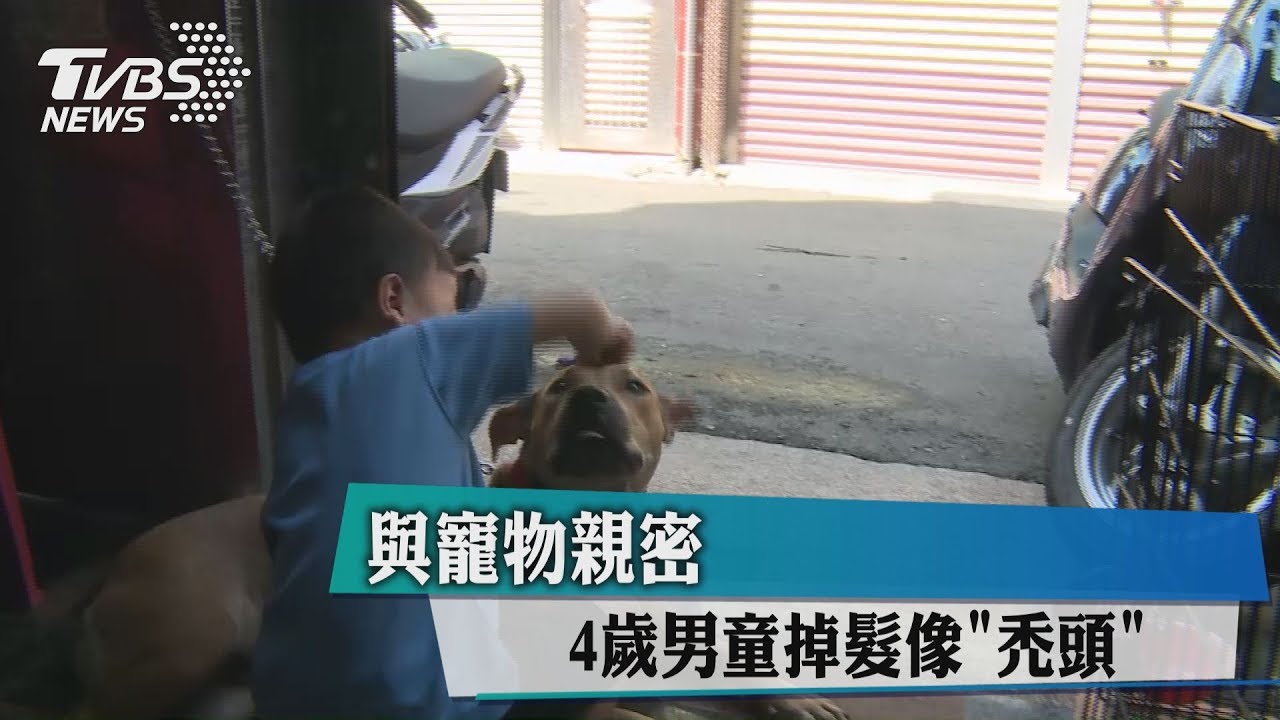 與寵物親密　4歲男童掉髮像「禿頭」